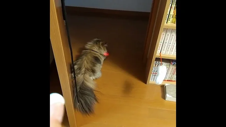 Video 5637191: chinchilla golden persian cat, cute chinchilla golden persian, cute persian cat japan