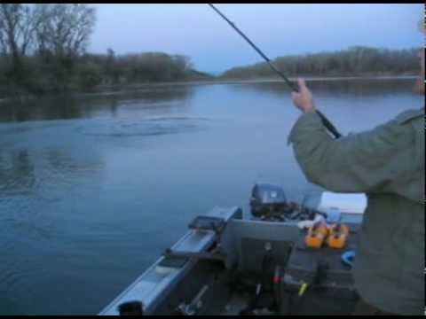 Sturgeon Fishing on the Sacramento River with Bare...