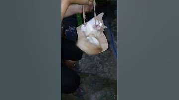 kucing lucu#main ayunan #fyp