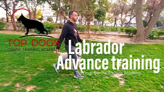 Εξελιγμένη υπακοή Λαμπραντορ. Labrador advance training. Top Dogs Canine Training Academy by Top Dogs TV 195 views 2 years ago 1 minute, 25 seconds