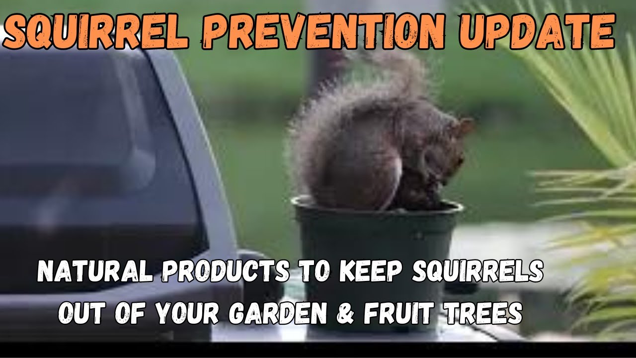 Keeping Squirrels Out Of Your Garden | Fasci Garden