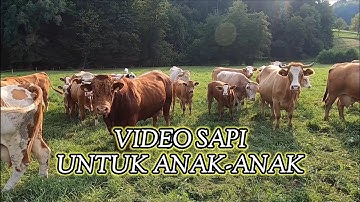 Suara SAPI mooo | Cow moo Sound effect | Video Suara Hewan Binatang Ternak