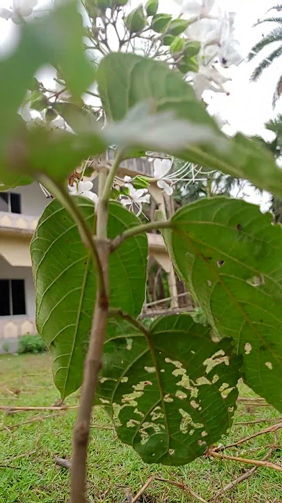 https://youtu.be/WNKAGwGESZg?si=pVX_1Q3qkvqLO77