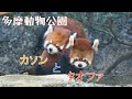 25.03多摩動物公園 レッサーパンダのタオファとカソン