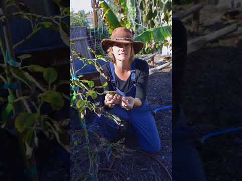 Video: Avocado Leaf Disease - Information om algbladsfläckar av avokado
