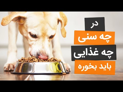 تصویری: نحوه تغذیه توله سگها