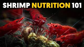 Shrimp Food: My 10 Personal Picks For Happy & Healthy Shrimp