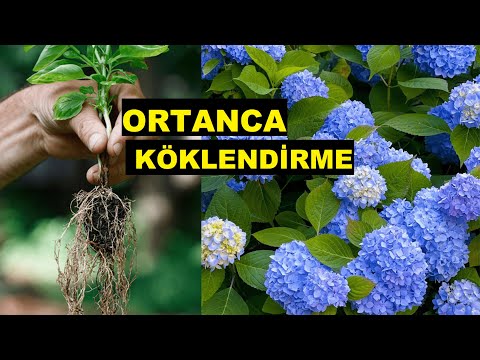 Video: Açık alanda büyüyen ortanca kışa hazırlanıyor