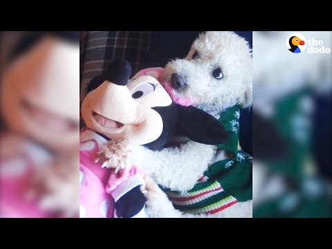 Видео: Toy Loving Therapy Dog выбирает другой плюш, чтобы прижиматься каждую ночь