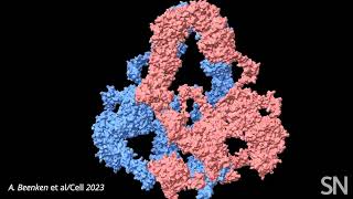 Watch a model of the protein LRP2 open and close | Science News