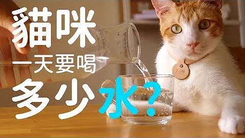 貓咪要喝多少水?【好味貓知識】第一季｜EP1 - 天天要聞