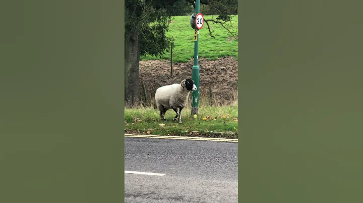 Ram making a lot of noise in Goathland