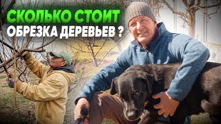 СКОЛЬКО СТОИТ ОБРЕЗКА плодовых деревьев? Обрезка плодовых деревьев.