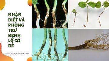 Nhận biết và cách khắc phục bệnh lở cổ rể, chết cây con I Nông nghiệp sinh thái
