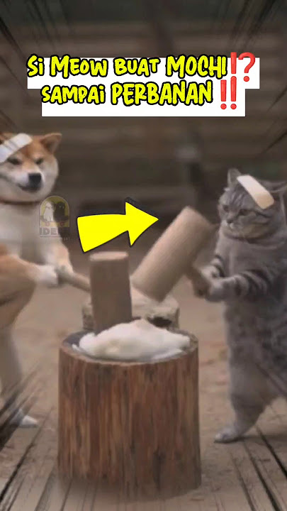 Si Meow buat MOCHI malah jadi gini... #kucinglucu #cat #animal #short