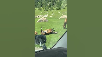 Horse Spotted Lying on Back Like Dog in Green Field