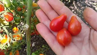 Сорт томата-Красный карлик