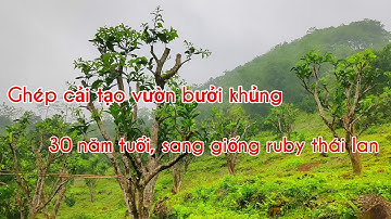 Hiệu quả của việc ghép cải tạo trên gốc bưởi già, thật sự có nên ghép hay không, ghép sang ruby