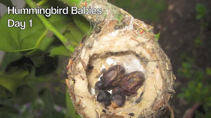 Hummingbird Babies Birth to Fledging the Nest ~ Fi...