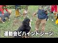 里親運動会の競技の裏では・・【土佐犬68 69日目】