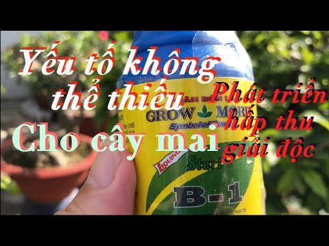 Yếu tố không thể thiếu cho cây mai PHÁT TRIỂN , HẤP THU , GIẢI ĐỘC | Foci