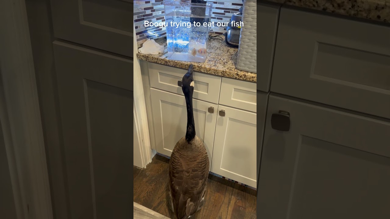 Boogu trying to eat fish