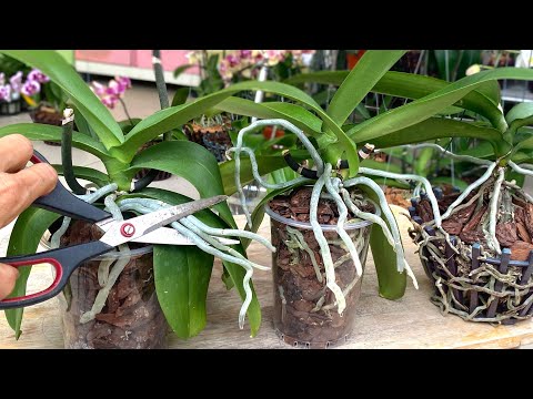 Vídeo: Creixement hidropònic d'orquídies: com cultivar orquídies a l'aigua