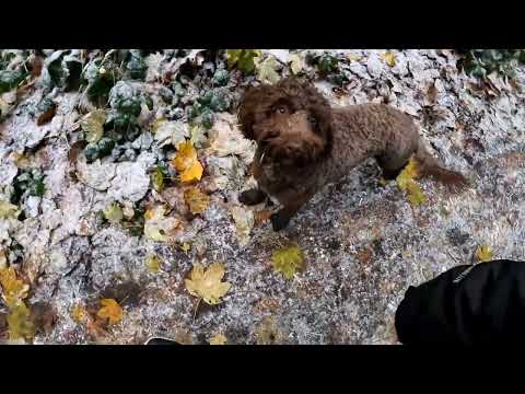 walking Washington Woods with my dog Teddy #cockapoo #Washington #walking