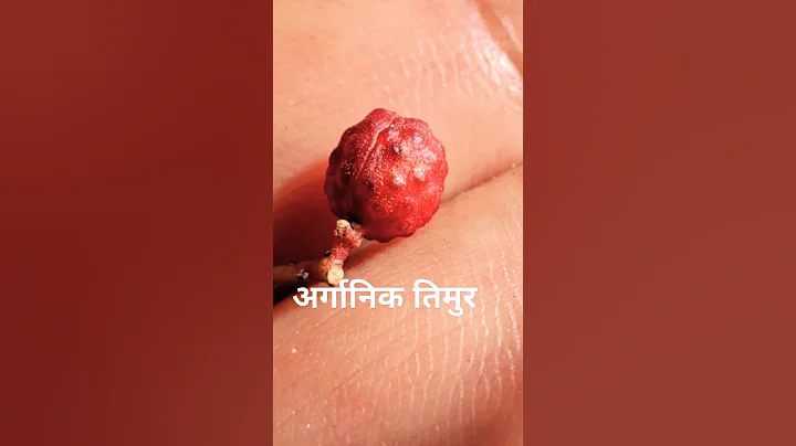 🌹फुल मायामा नभुल । Ful Mayama Nabhula | रोल्पामा पाइने तिमुर #shortsfeed #shorts