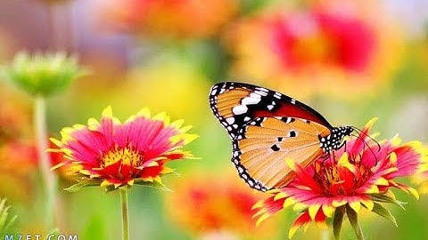 سورة المائدة من الاية 10 الى 17 - بصوت أشرف أسامة