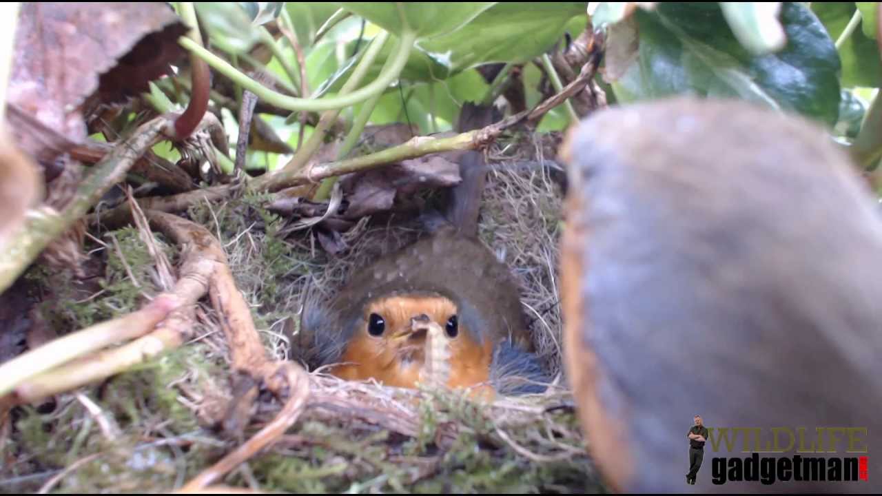 camera iphone 8 plus apk RobinCam 2013 New Chicks And First Feed