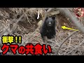 【クマ猟解禁】マタギが見つけた貴重なクマの共食いの痕跡