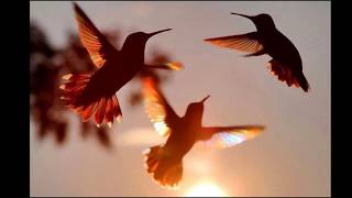 Masteran Burung Kolibri Ninja ( Konin ) !!! Gacor Dor !!!