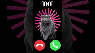 Download Lagu #ringtone #funny #call #memes #iphone #kitten MP3