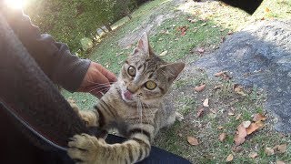 猫の集会を撮影していたら、わんぱくな子猫に絡まれたwww