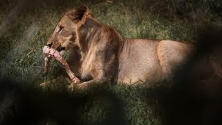Conservationists warn lions could become extinct in Kenya