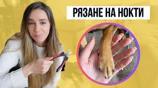 видео: Как режа ноктите на моите кучета | Животът с куче картинка: Как режа ноктите на моите кучета | Животът с куче