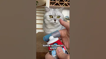 Как правильно чистить зубы кошке #кот #коты #shorts