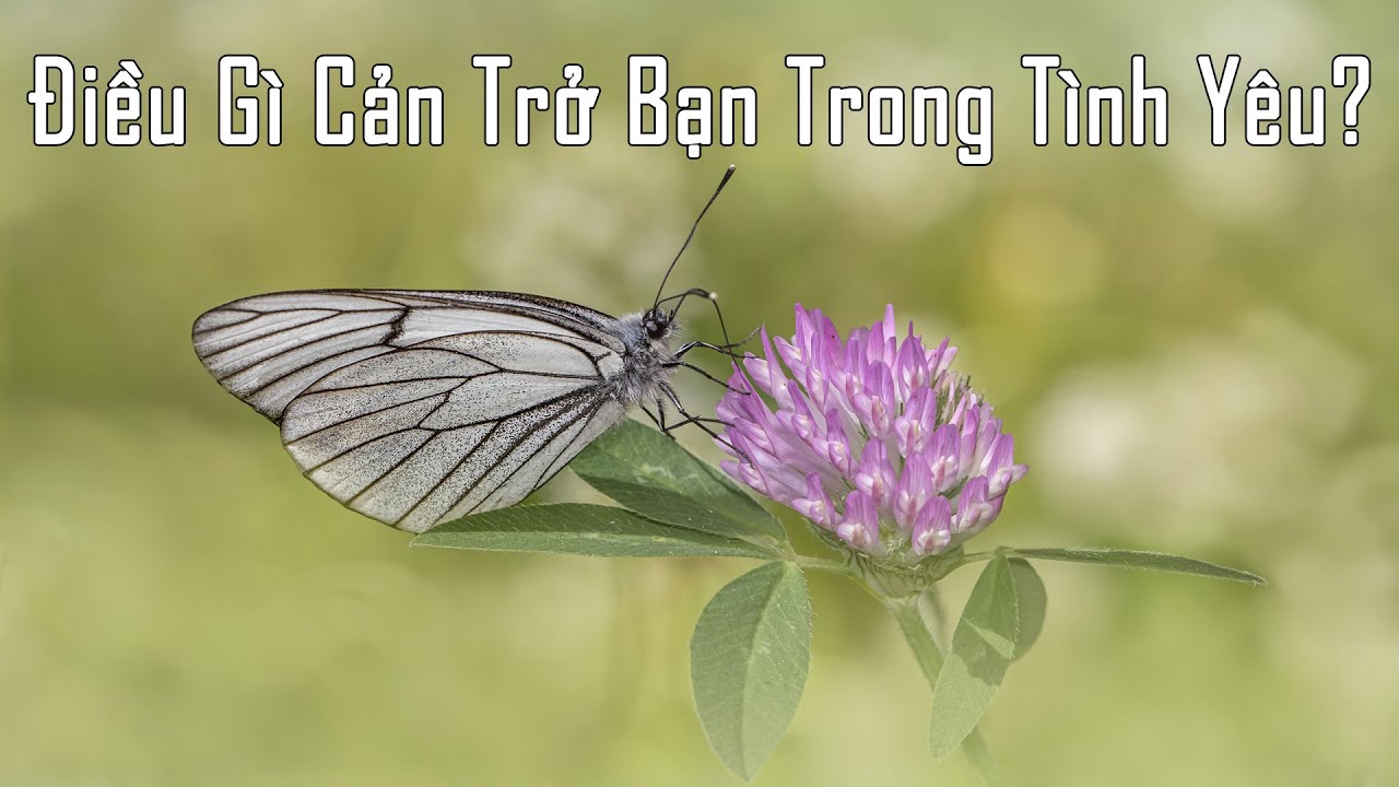 Điều Gì Cản Trở Bạn Trong Tình Yêu?
