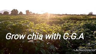 Chia Tanzania