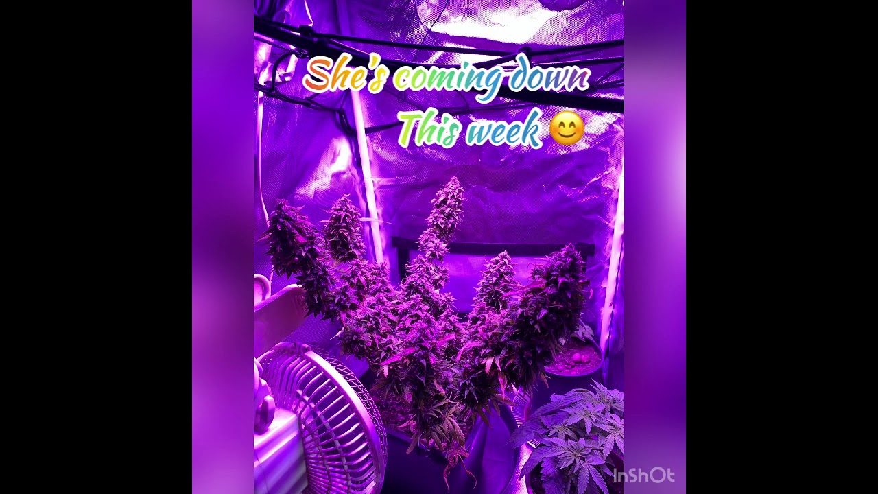 Week 12 harvest Hulkberry auto R.Q.S