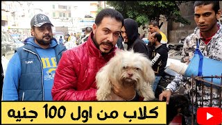 كلاب شرسه في سوق الجمعه بالاسكندريه اسعار من 100 جنيه