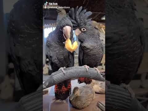 Red-Tailed Black Cockatoos Read Their Fortunes