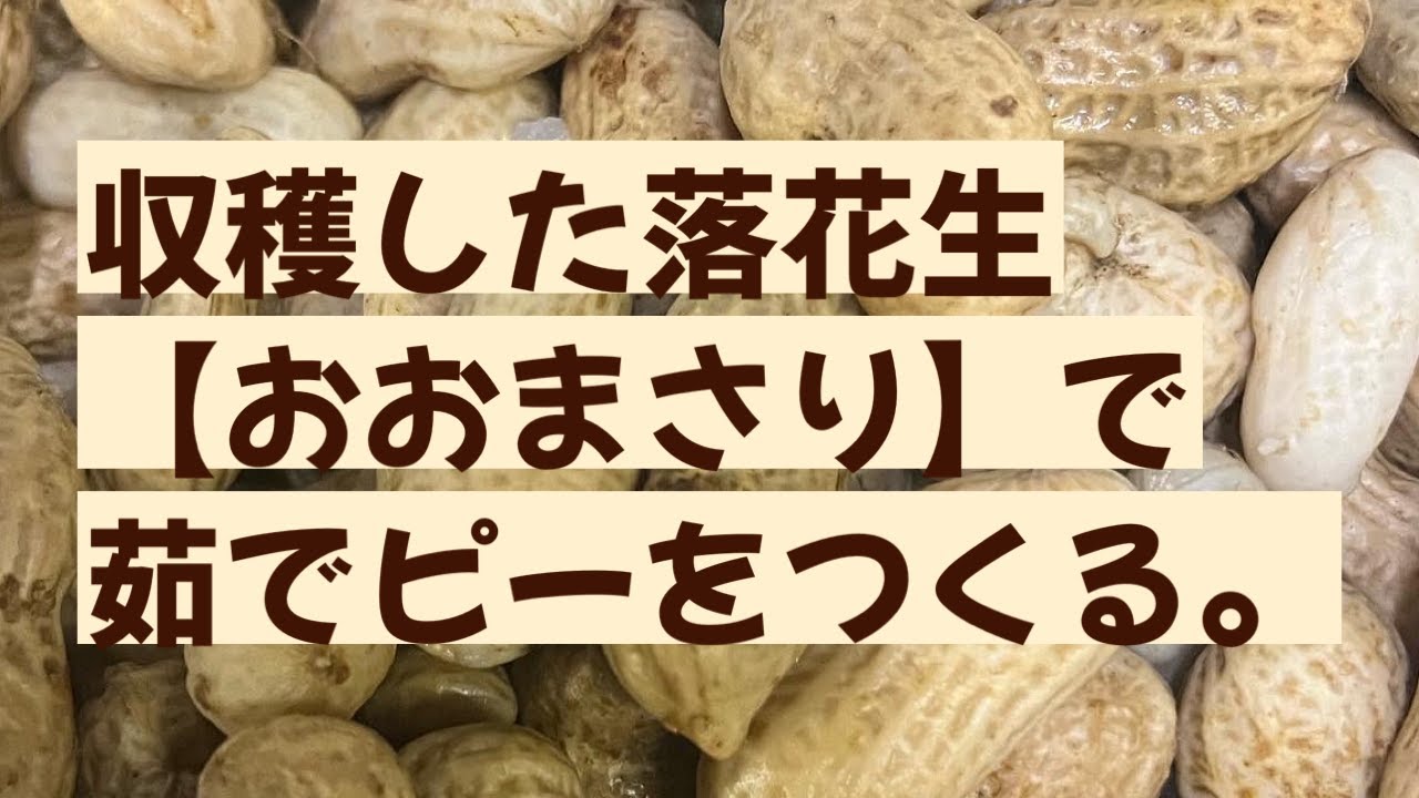 簡単 収穫した落花生 おおまさり で茹でピーをつくる 茹でピーの作り方 おおまさりの栽培記録は概要欄のリンクから Youtube