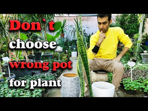 Snake plant pot | How to choose right pot for Snake plant?
