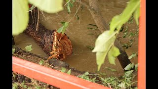 Mayen Flood 2021 - Nette Overflow - Broken Tree In The Water