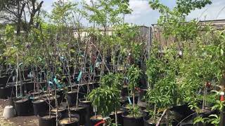 Doan’s Nursery in Irving, TX