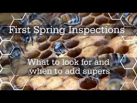 Spring Hive Inspections!