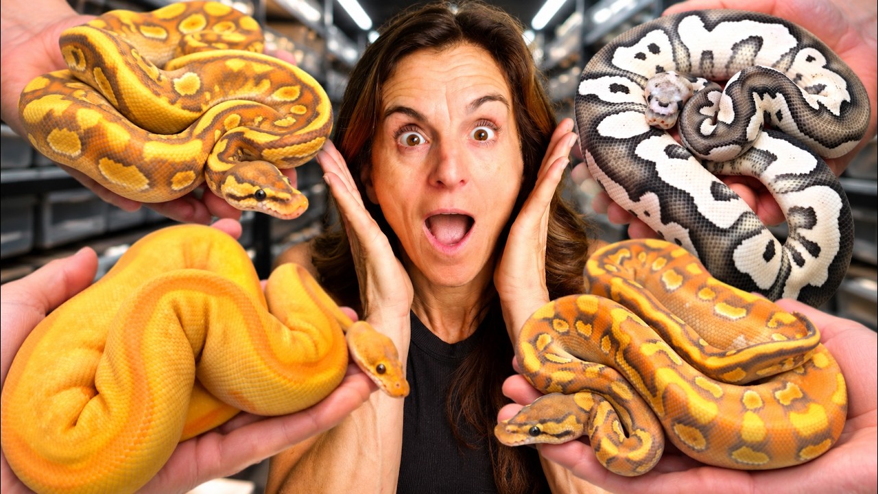 Inside the World’s Most Luxurious Ball Python Collection