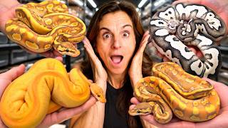 Inside the World’s Most Luxurious Ball Python Collection